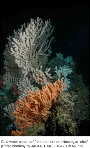live_coral_reef