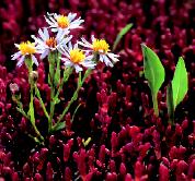 Bloem