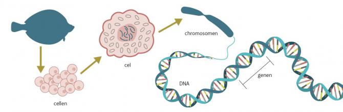 dna_screenshot.jpg