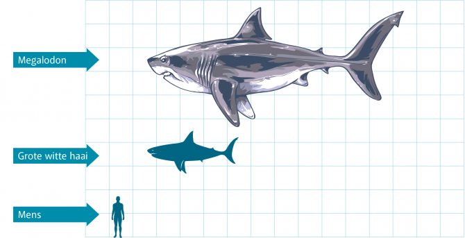 figuur_mens-haai-01.png