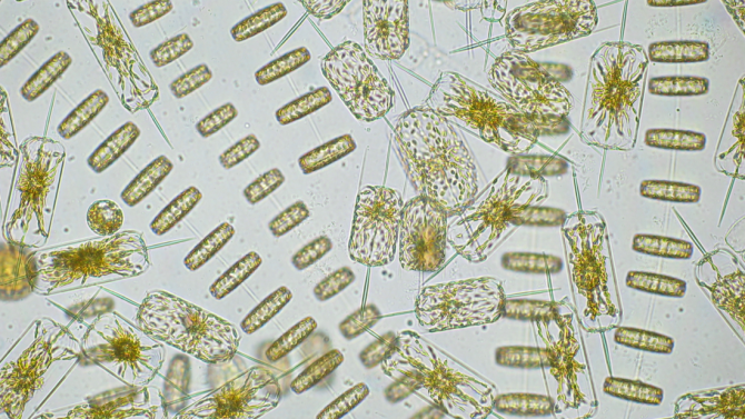fytoplankton_noordzee_vooral_diatomeeen_pae-ugent.png