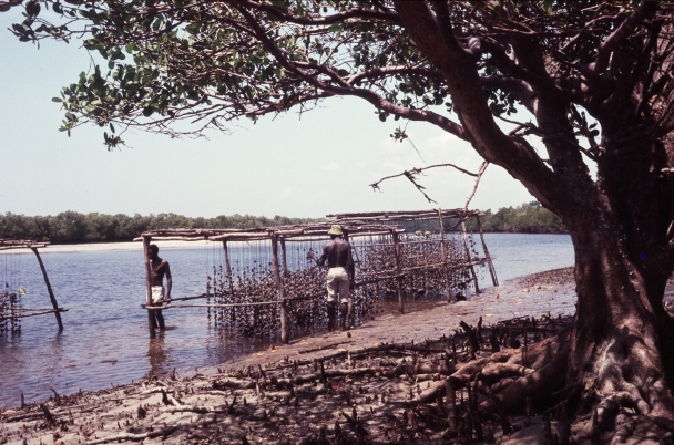 Prof. Polk’s oyster culture at Gazi bay