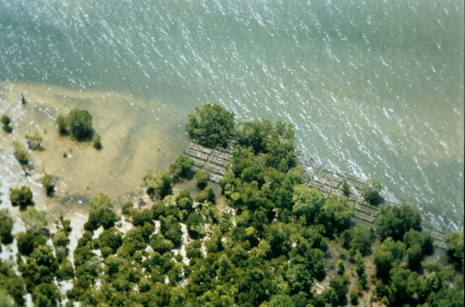 Oyster farm at Gazi Bay, 1994