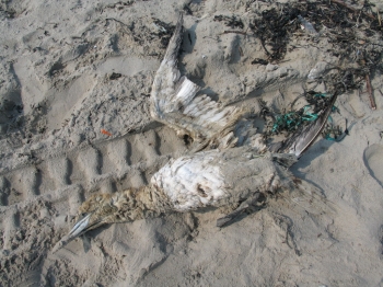 markantevondstlenterpikkelinmiddelkerke2007_1