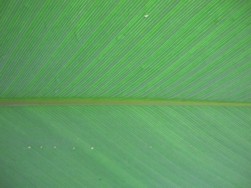 close-up leaf