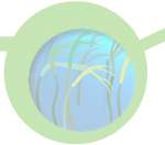 Marine biodiversity case study image © Franz Michael Gruenweis