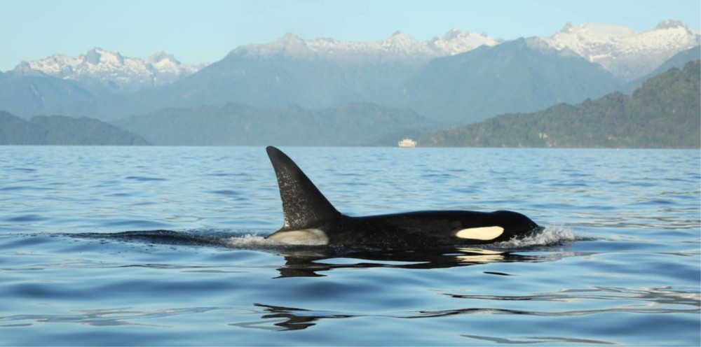Orka Bescherm het Mariene Leven in Chile