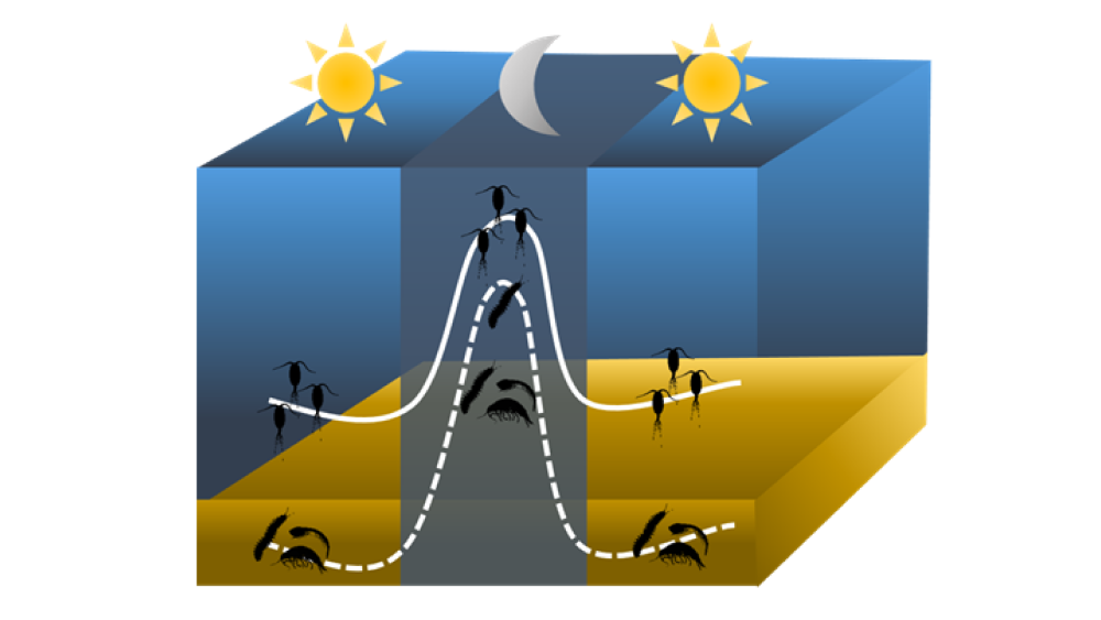 Verticale migratie van roeipootkreeftjes en benthische organismen 