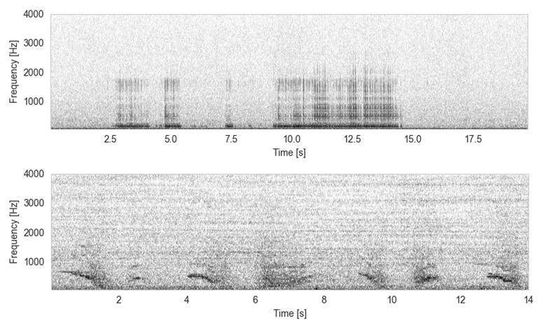 Geluidopnames van een drilboor (boven) en zeehonden (onder). 