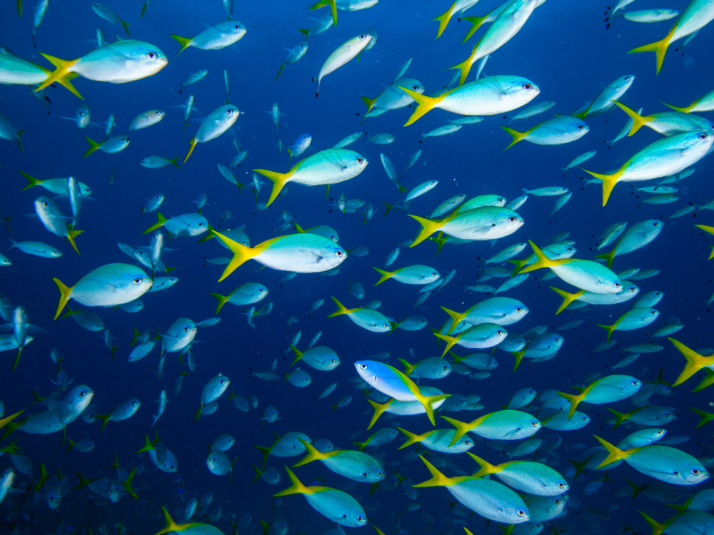 Vissen zendertechnologie