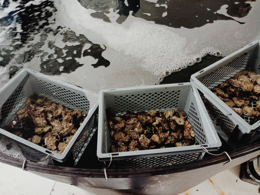 experimental setup with Pacific oyster