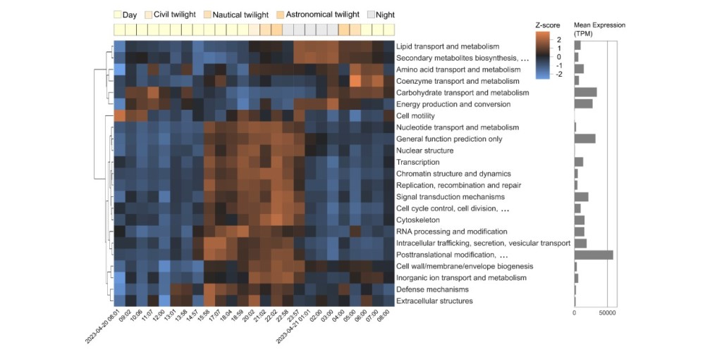 grafische weergave van de genactiviteit Phaeocystis globosa tijdens 24-uurcyclus
