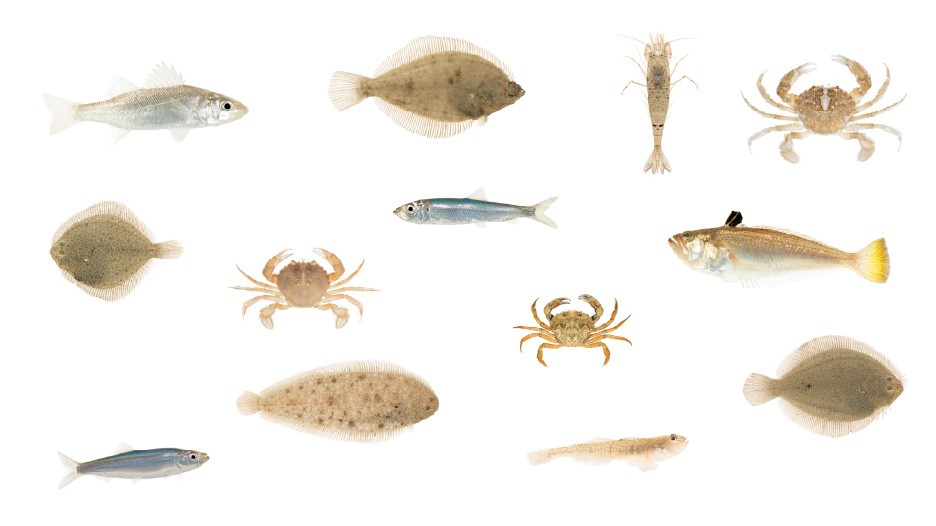 Collage van de surfzonefauna in het Belgische kustwater