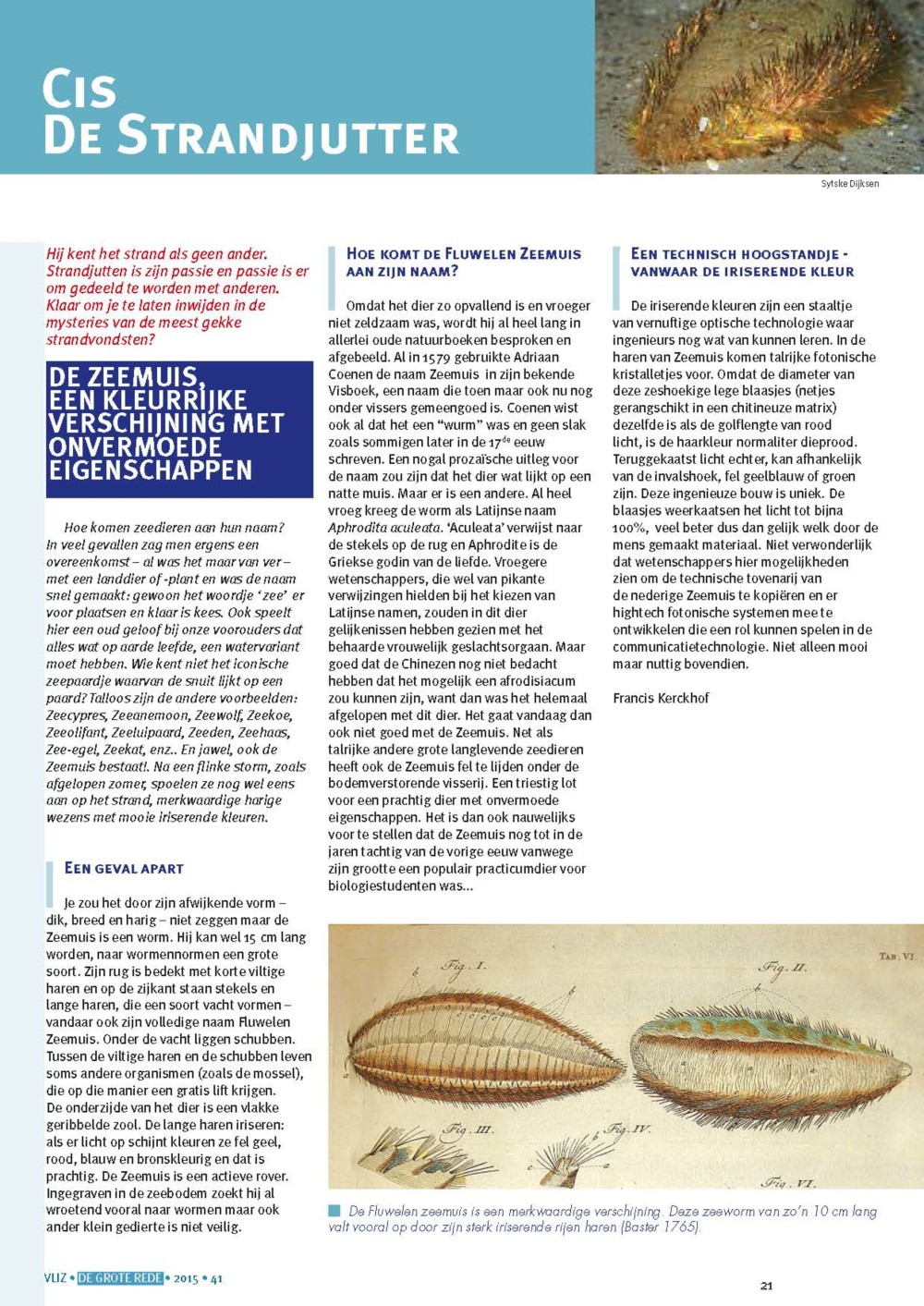 Cis de strandjutter: De zeemuis, een kleurrijke verschijning met onvermoede eigenschappen