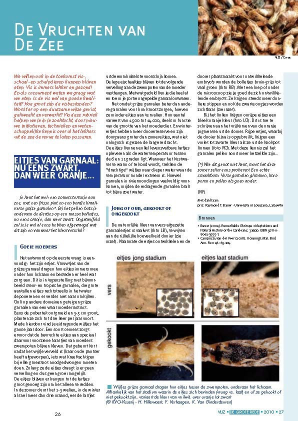 Vruchten van de Zee: Eitjes van garnaal: nu eens zwart, dan weer oranje...