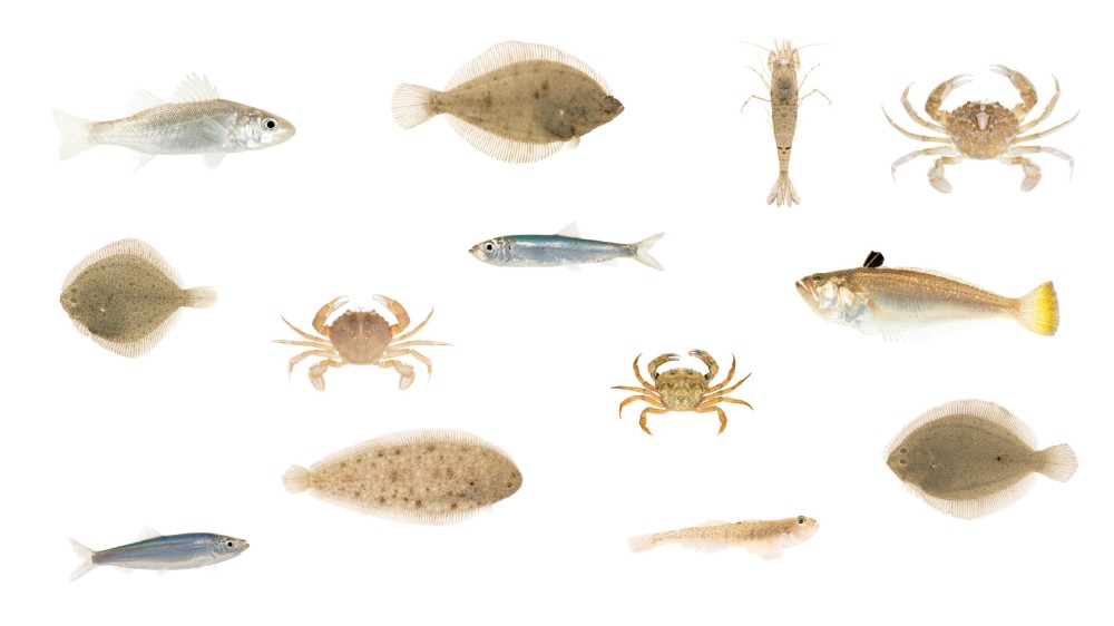 collage surfzonefauna