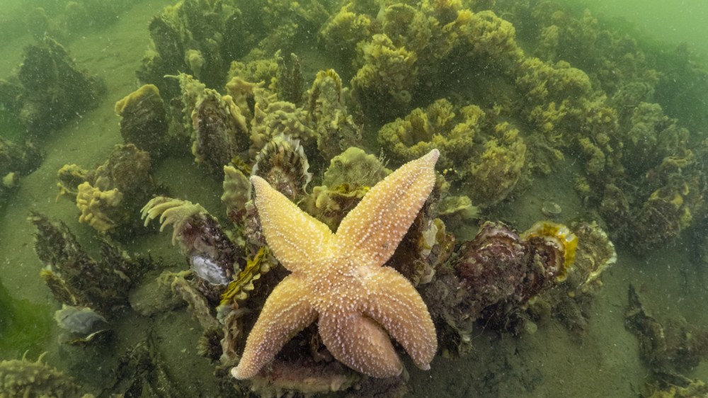 De slimme keuzes van oesterlarven: overleven in een drukke onderwaterwereld