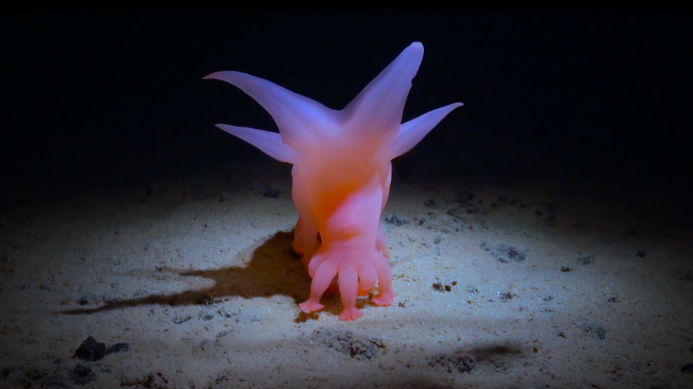 How Deep Is Your Love – unieke filmvertoning over diepzeemysteries 