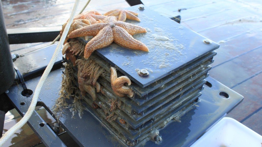 Artificial reefs help keep an eye on marine ecosystems