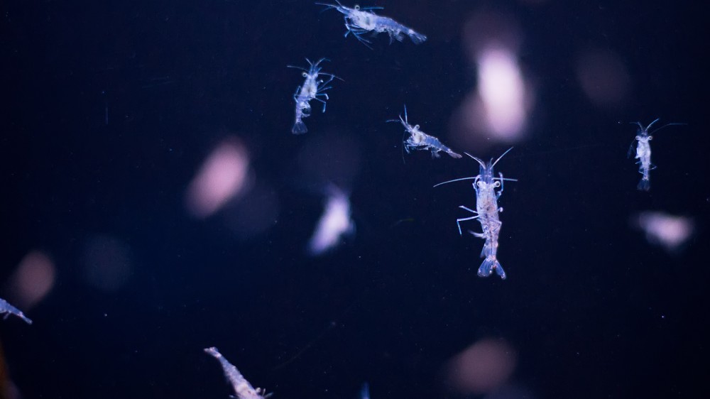 First long-term observatory for genomic biodiversity in Europe launched