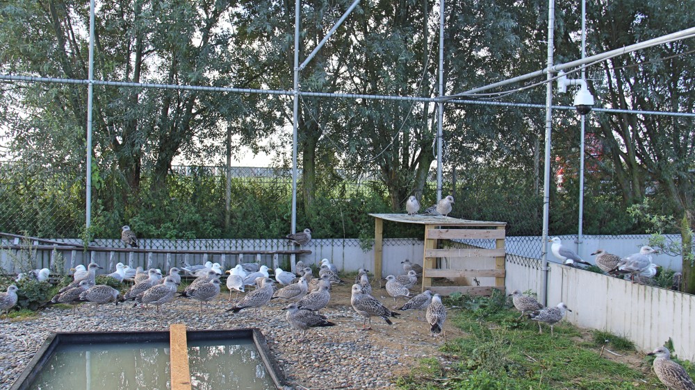 Birdcage at VOC Ostend with the financial support of VLIZ