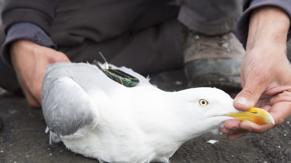 Hoogtechnologisch LifeWatch-observatorium ontrafelt Noordzeeleven