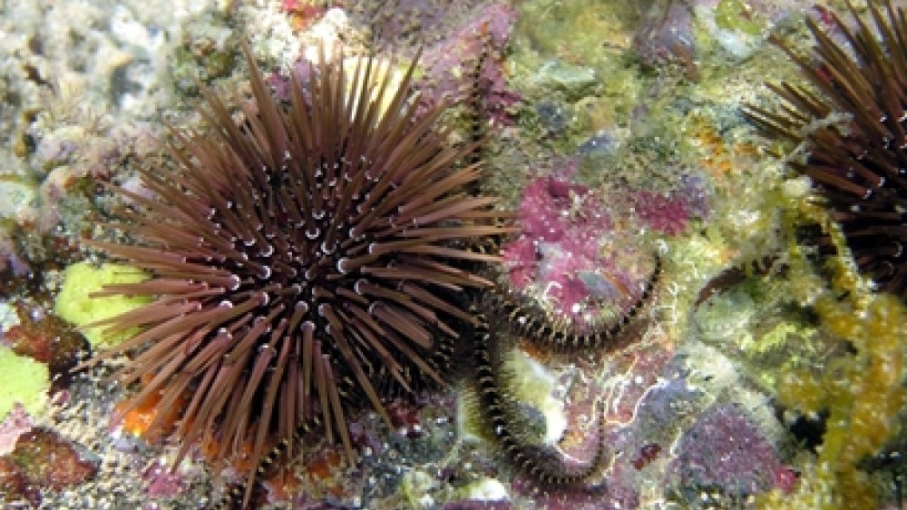 Zeeleven-inventaris als model voor wereldomvattende databank van alle leven