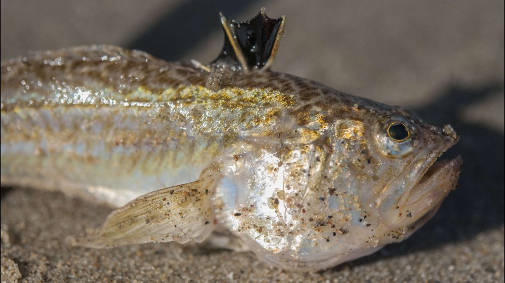 Warm strandwater, opvallend veel giftige pieterman