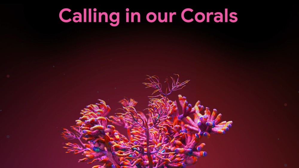 Calling in our Corals: citizens helping to recognise underwater sounds