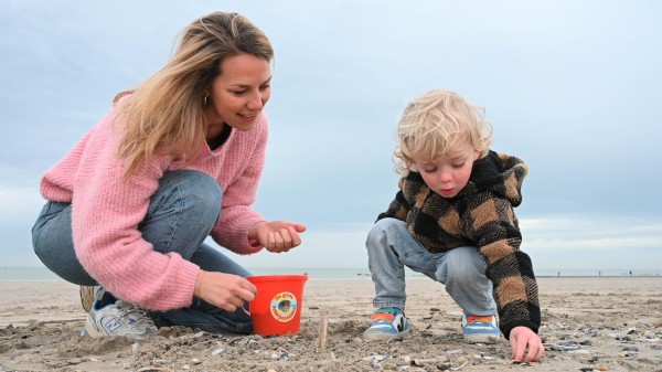 Big Seashell Survey 2025