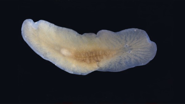 Boek niet-inheemse soorten