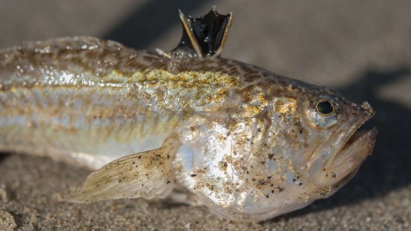 Warm strandwater, opvallend veel giftige pieterman