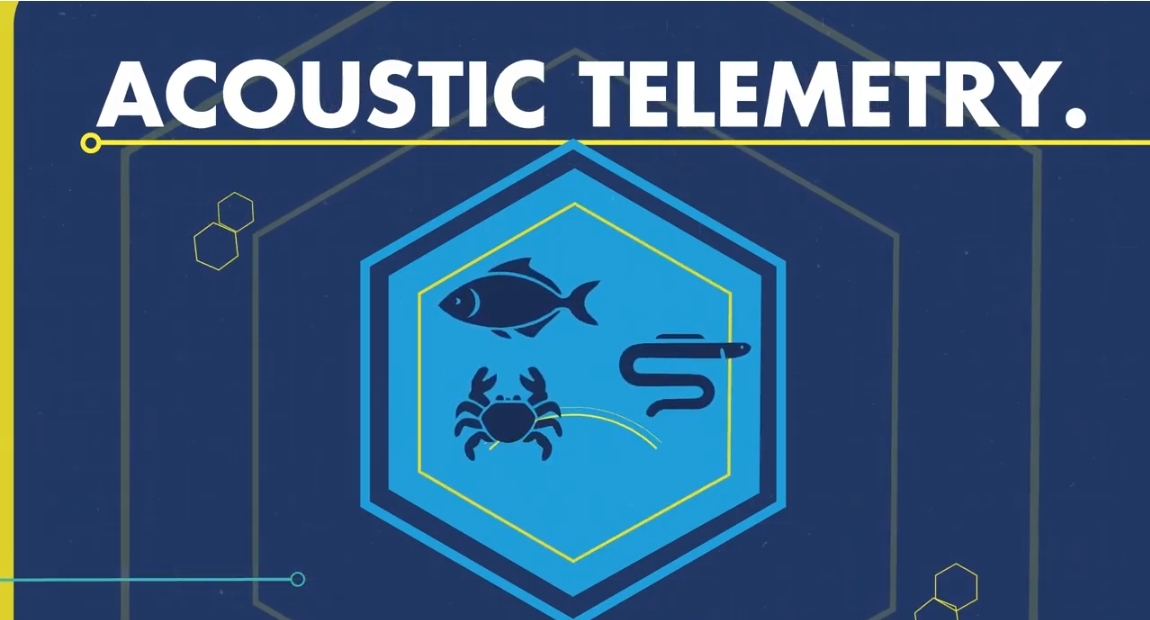 Akoestische telemetrie - ETN