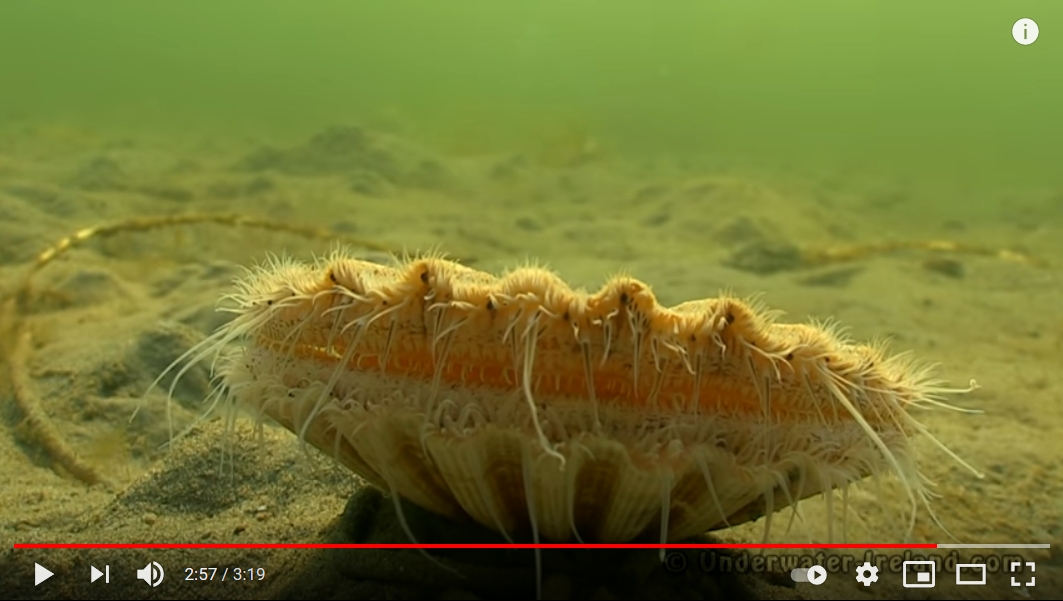 zwemmende sint-jacobsschelp