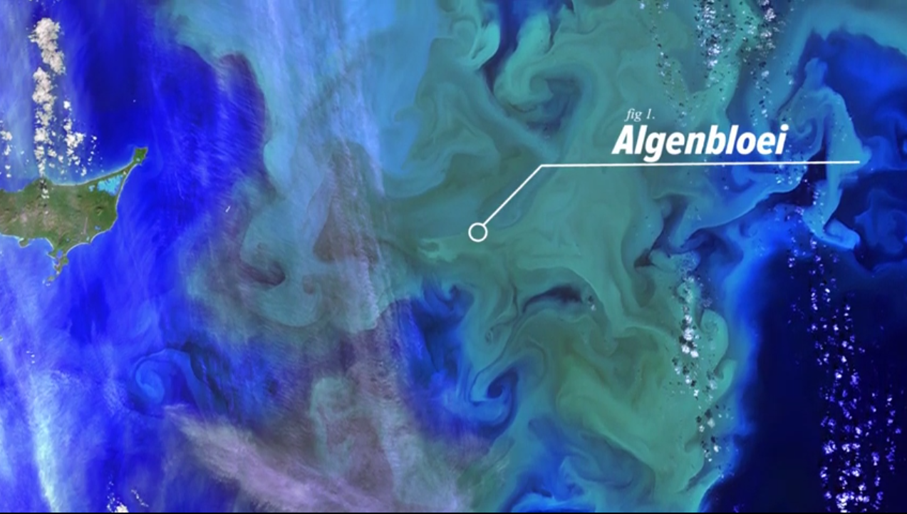 ALFF video algenbloeien