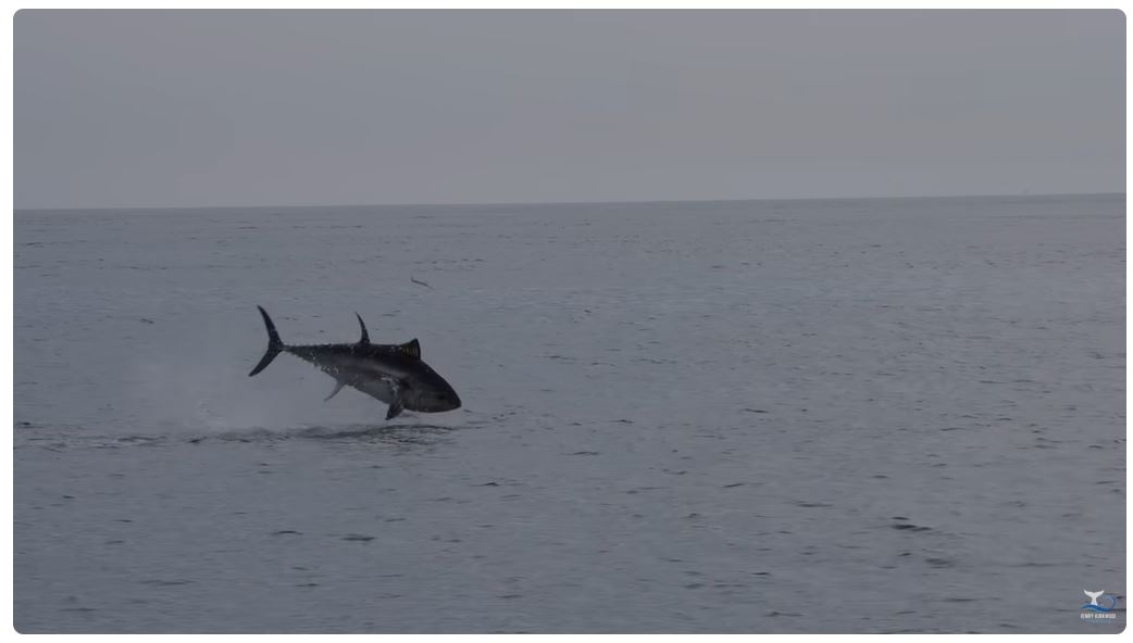 Atlantische blauwvintonijn jagend op geep