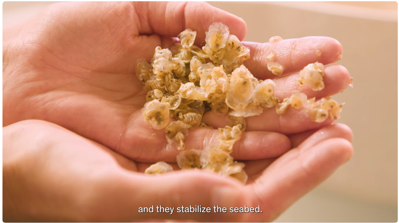 screenshot uiotvideo Belreefs: jonge oesters