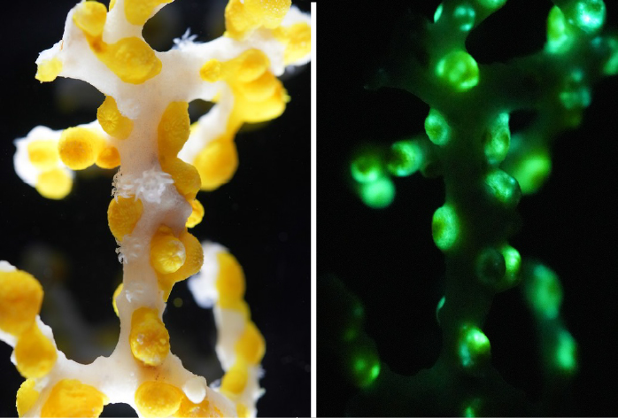 Het glow-in-the-dark-koraal