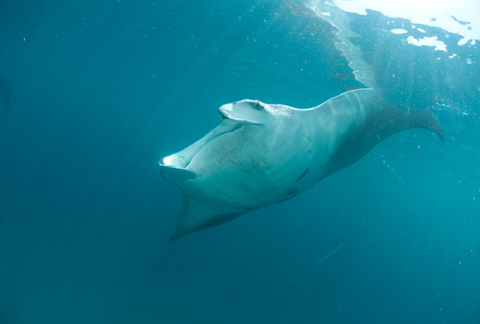 The Atlantic Manta Ray