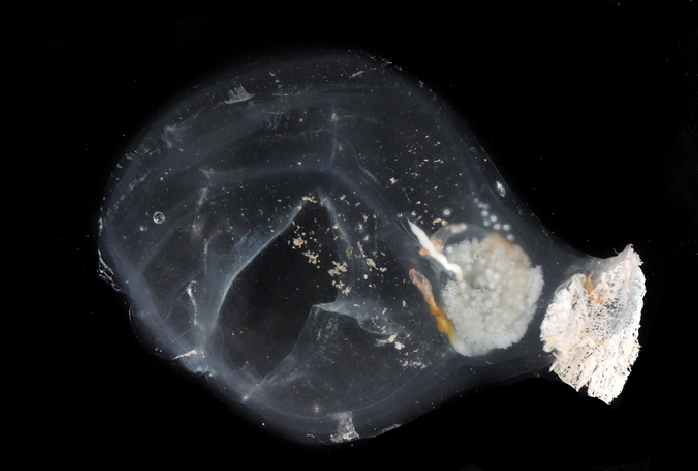 The Elven Abyss tunicate