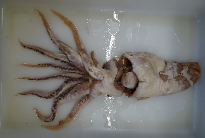 Poseidon’s Squid