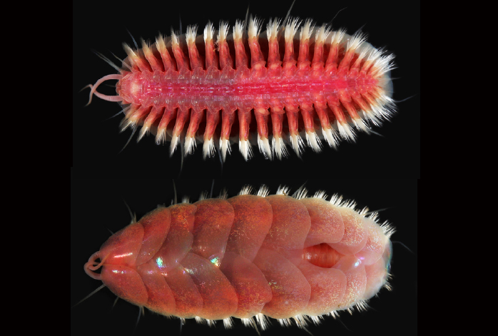 Iskra’s Glitter Worm