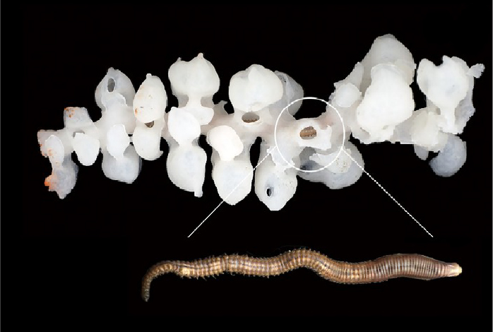 The Sponge Ambusher Worm