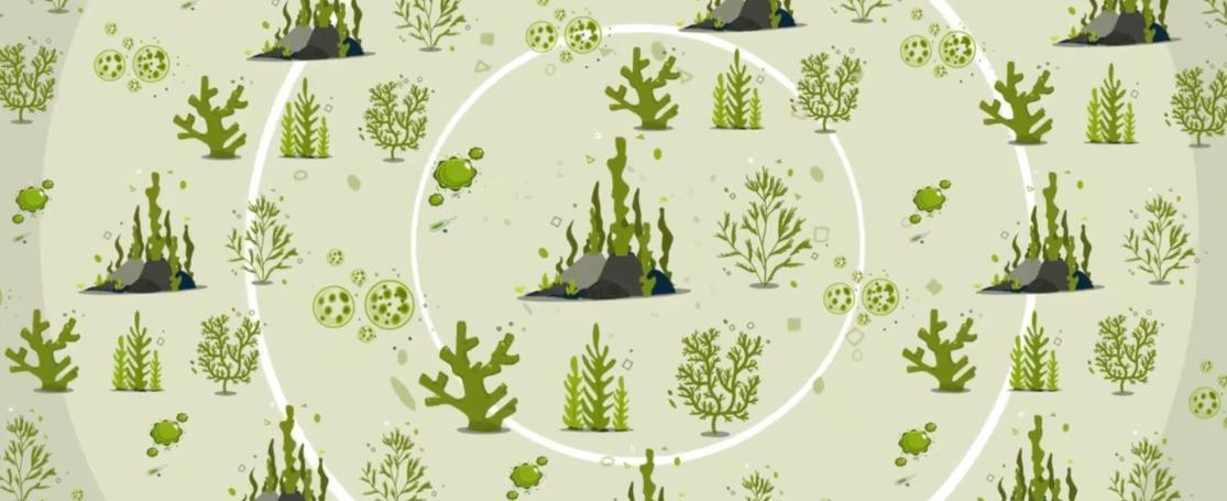 De diversiteit van algen