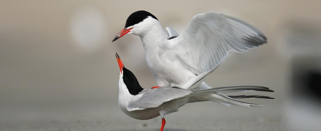 Cover De Grote Rede 52