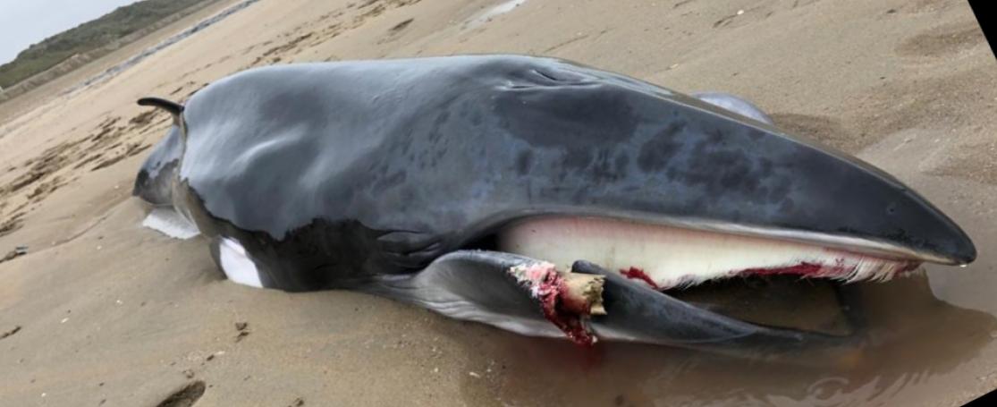 Gestrande dwergvinvis bredene december 2020