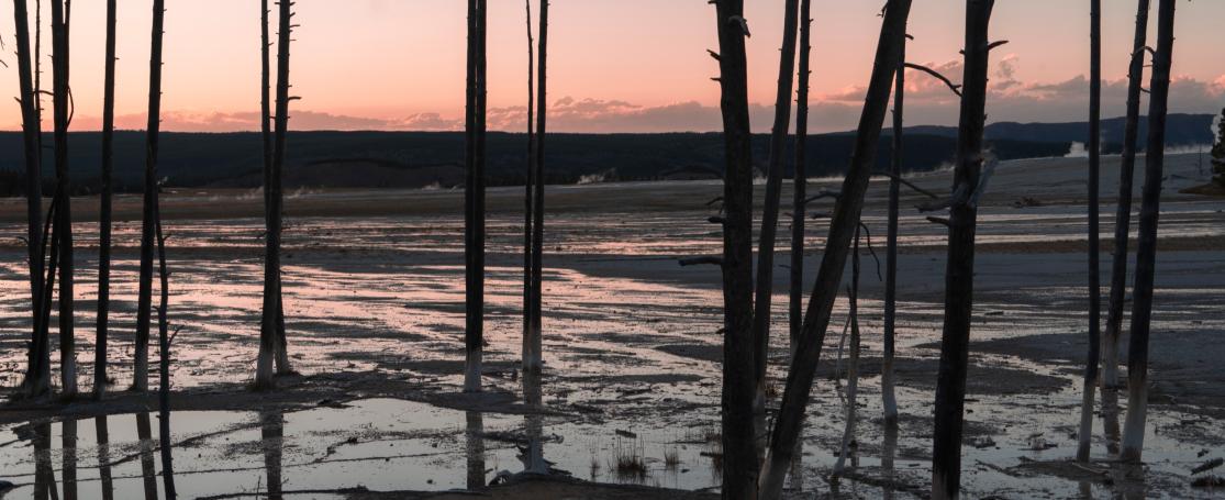 dead trees geyser basin Northwestern Wyoming
