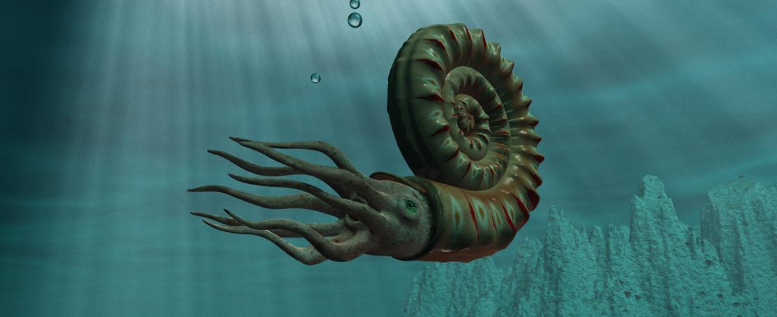 Ammoniet - Shutterstock