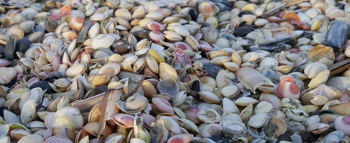 nonnetjes strand oosterover