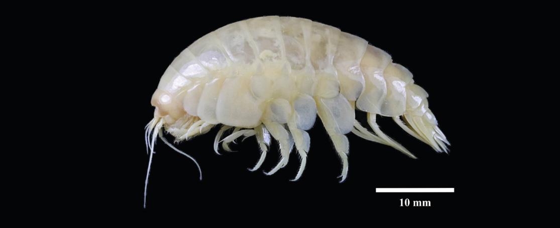 Eurythenes plasticus - marinespecies.org